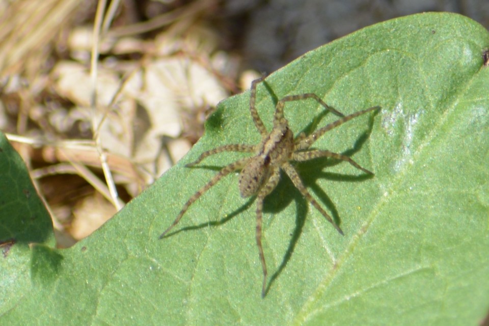 Pardosa