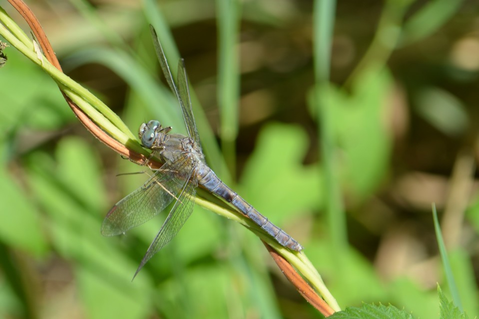 Orthetrum coerulescens - karcsú pásztorszitakötő