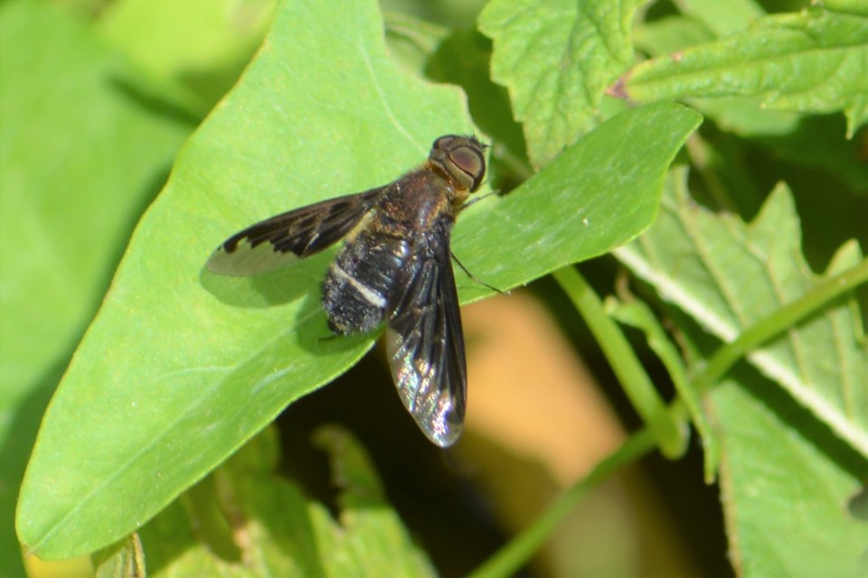 Hemipenthes velutina - bársonyos gyászlégy