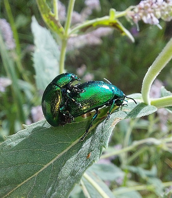 Chrysolina herbacea - zöld mentalevelész