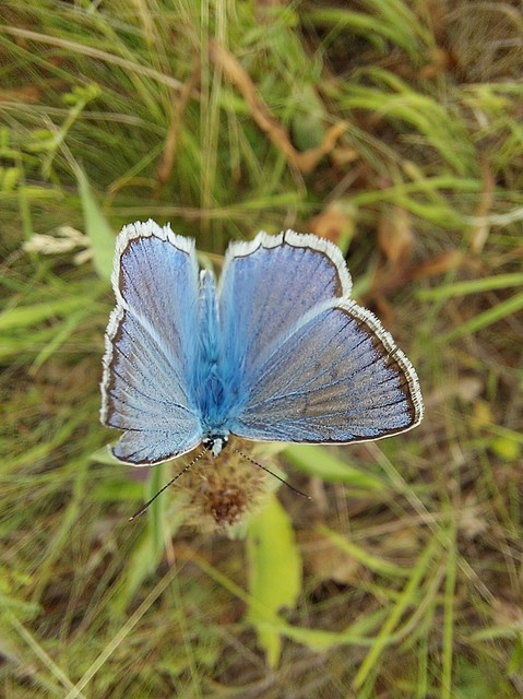 Polyommatus daphnis - csipkés boglárka