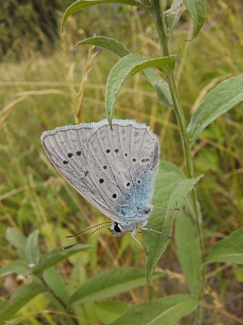 Polyommatus daphnis - csipkés boglárka