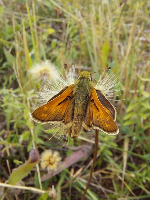 Hesperia comma - vesszős busalepke