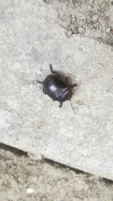 Chrysolina sturmi - vöröslábú levelész