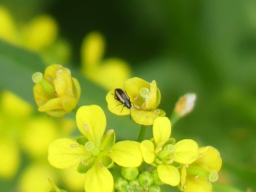Phyllotreta