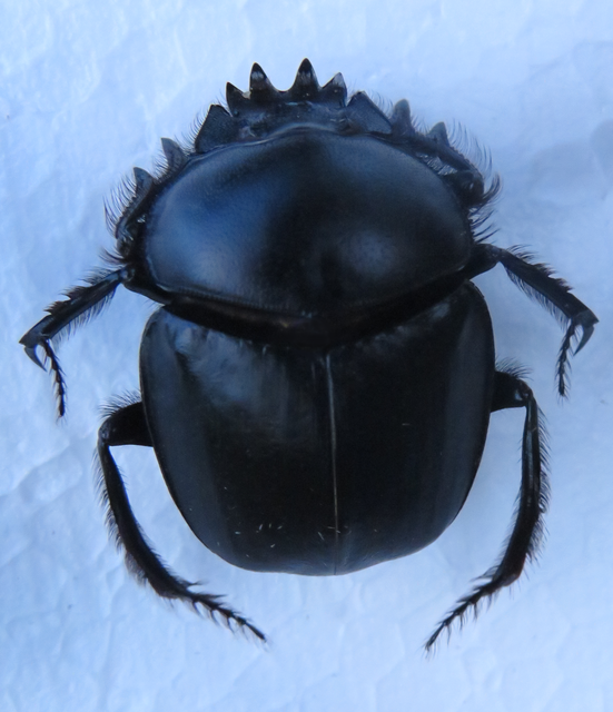 Scarabaeus typhon - óriás-galacsinhajtó