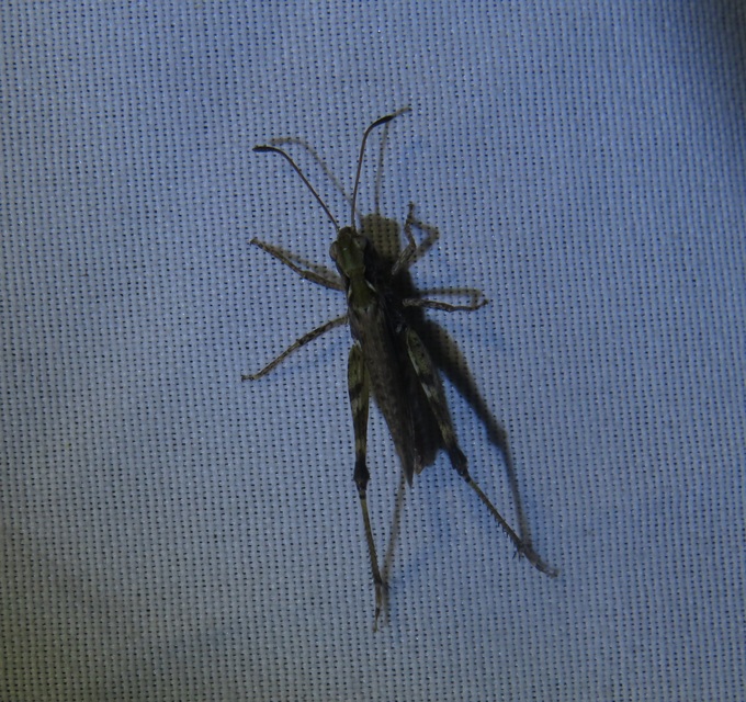 Myrmeleotettix maculatus - kis bunkóscsápúsáska