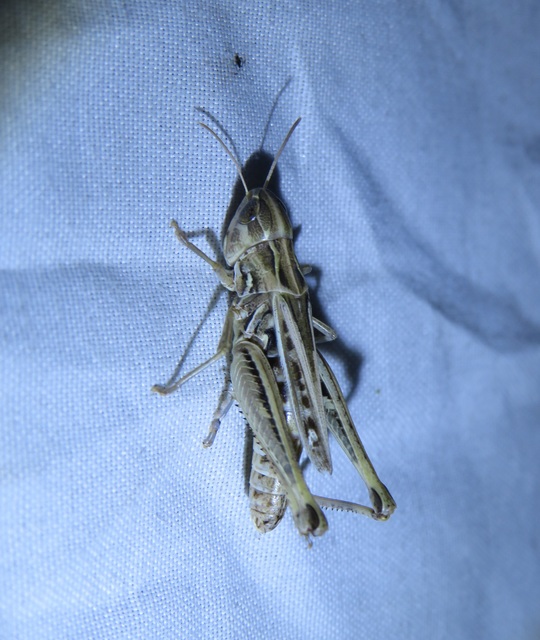 Stenobothrus nigromaculatus - sztyeppréti sáska
