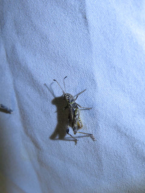 Myrmeleotettix maculatus - kis bunkóscsápúsáska