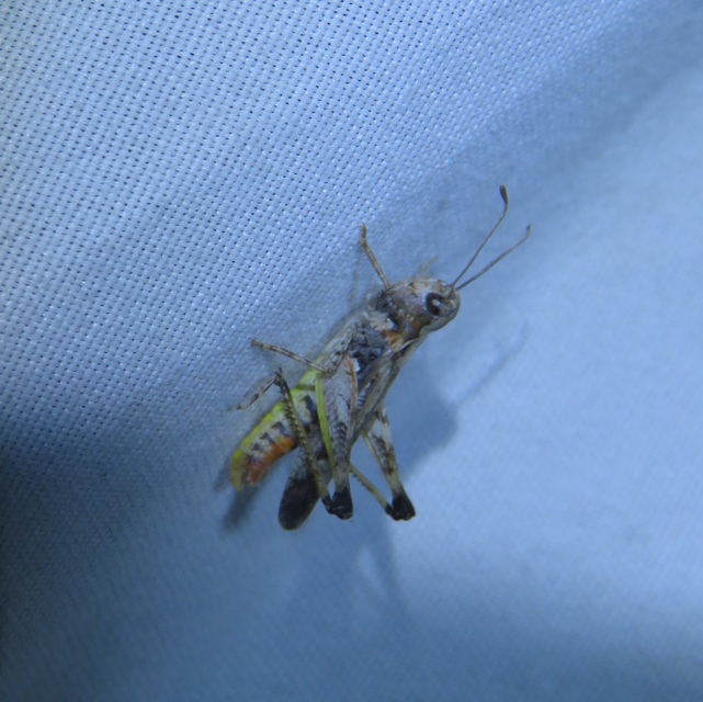 Myrmeleotettix maculatus - kis bunkóscsápúsáska