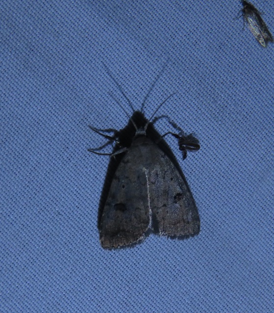 Athetis furvula - homoki lápibagoly