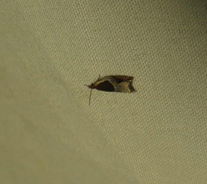 Ancylis unculana - szedersodró horgasmoly