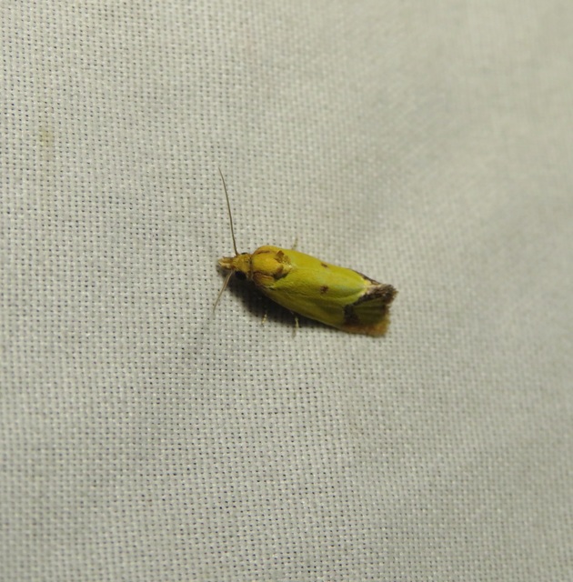 Agapeta zoegana - barnacsíkos sárgamoly
