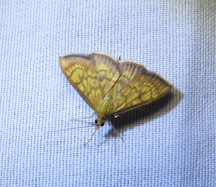 Ecpyrrhorrhoe rubiginalis - rozsdavörös tűzmoly