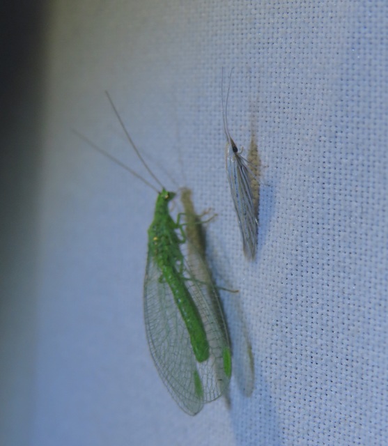 Coleophora