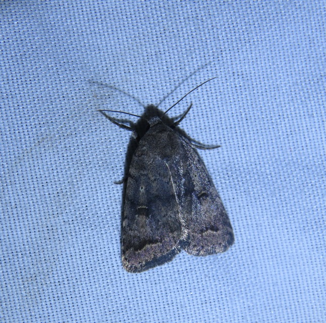 Athetis furvula - homoki lápibagoly