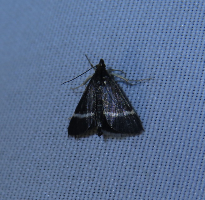 Pyrausta cingulata/rectefascialis