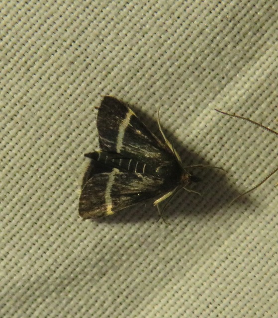 Pyrausta cingulata/rectefascialis