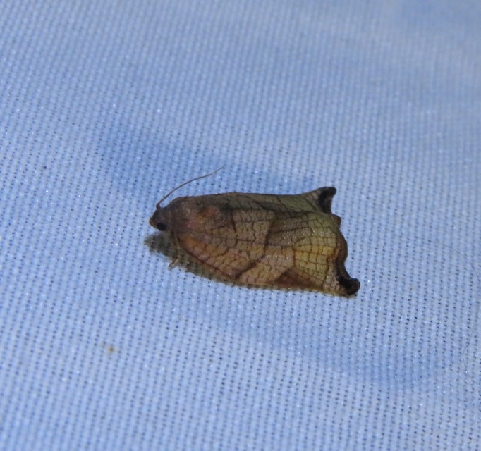 Archips podana - dudvarágó sodrómoly
