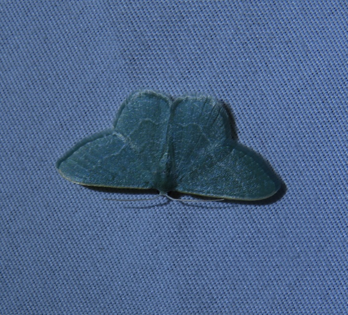 Phaiogramma etruscaria - fehérpettyes zöldaraszoló