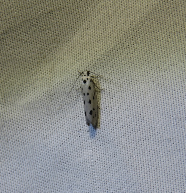 Ethmia dodecea - tízpettyes feketemoly