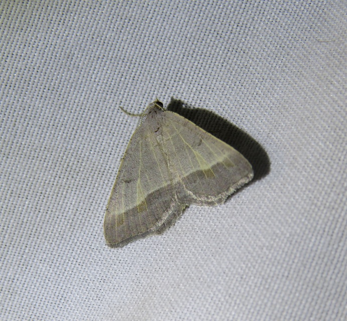 Macaria artesiaria - ibolyásszürke araszoló