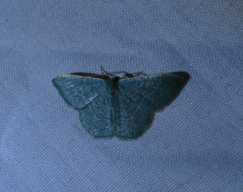 Phaiogramma etruscaria - fehérpettyes zöldaraszoló