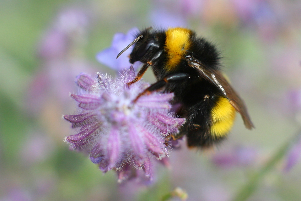 Bombus haematurus - mediterrán poszméh