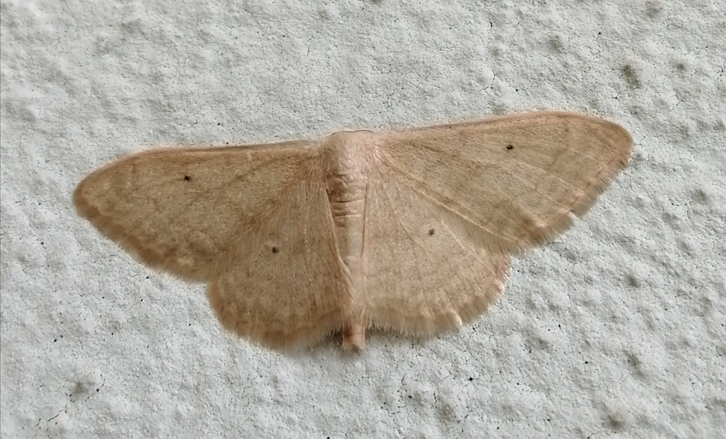 Idaea straminata - szalmasárga sávosaraszoló