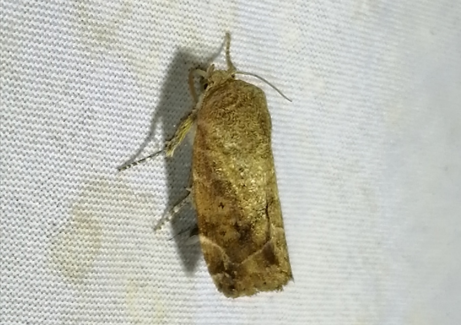 Cosmia affinis - barna lombbagoly