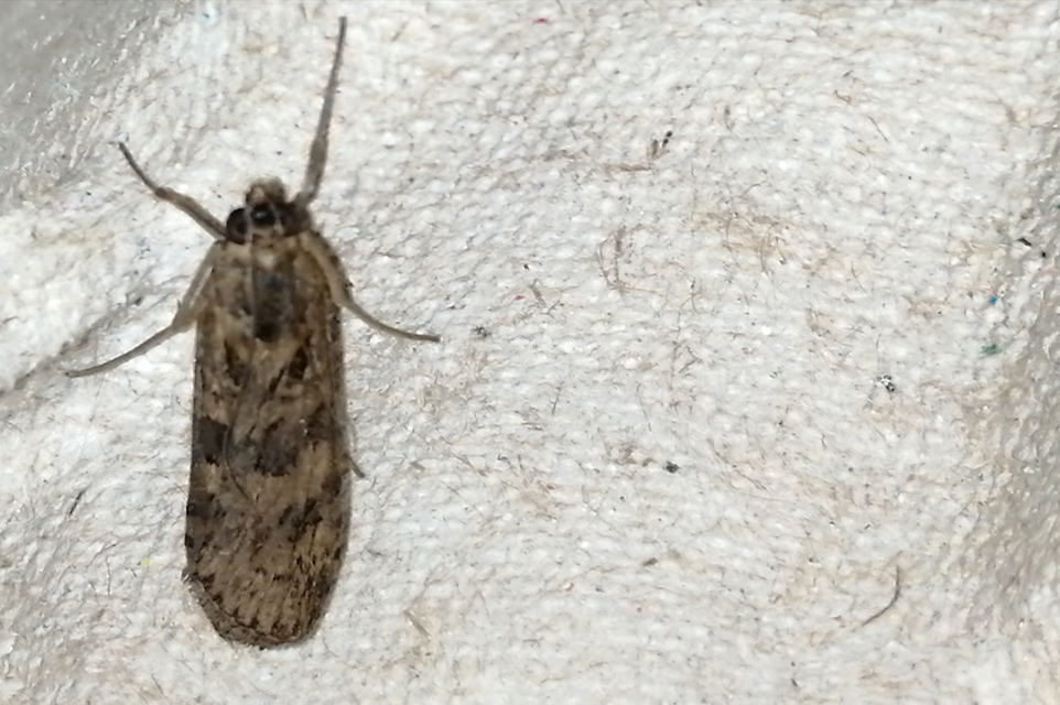 Nomophila noctuella - közönséges vándormoly