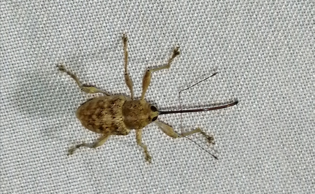 Curculio elephas - gesztenyezsuzsóka