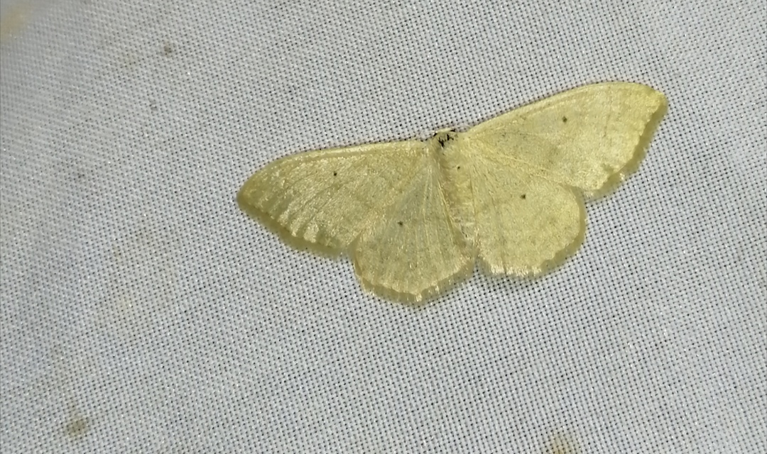 Idaea straminata - szalmasárga sávosaraszoló