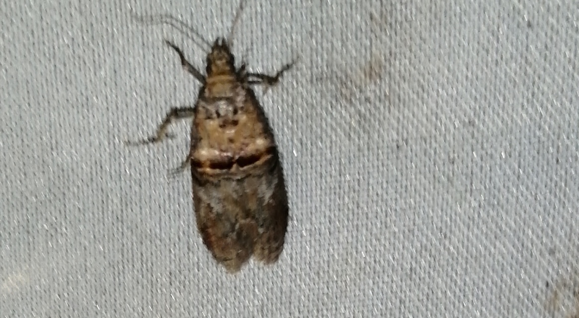 Trachonitis cristella - bokorrágó karcsúmoly