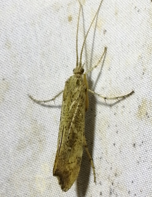 Glyphotaelius pellucidus