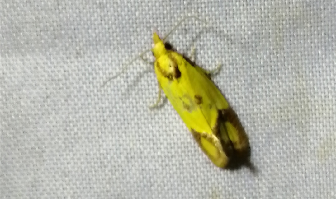 Agapeta zoegana - barnacsíkos sárgamoly