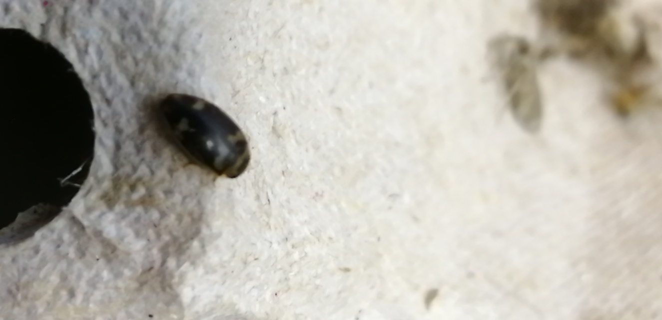 Laccophilus poecilus - tarka bukóbogár