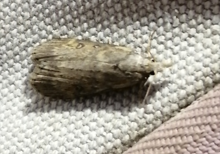Lamoria anella - törmelékmoly