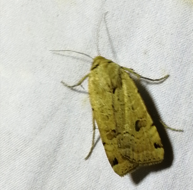 Noctua orbona - foltos sárgafűbagoly