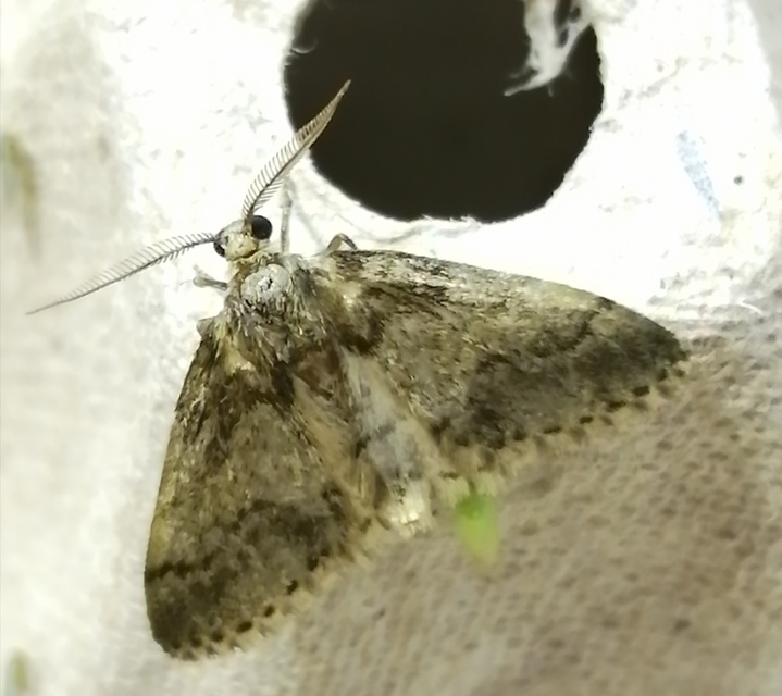 Tephronia sepiaria/Eumannia lepraria
