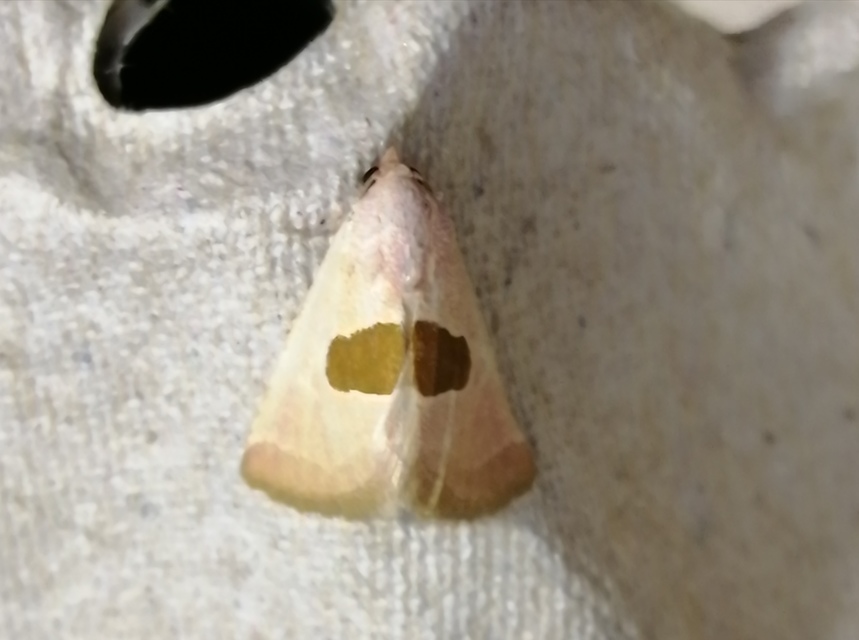 Calymma communimacula - pajzstetűfaló bagoly