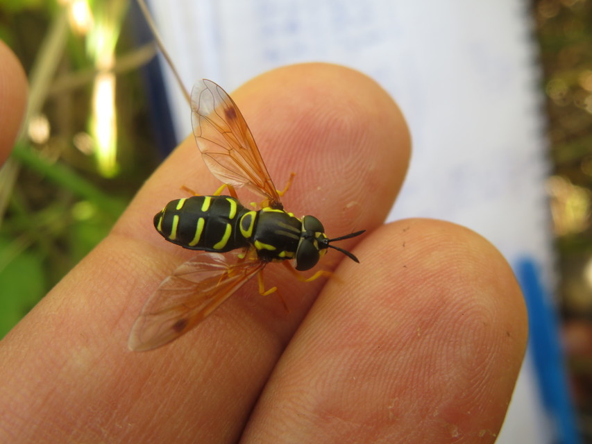 Chrysotoxum festivum - közönséges öveslégy