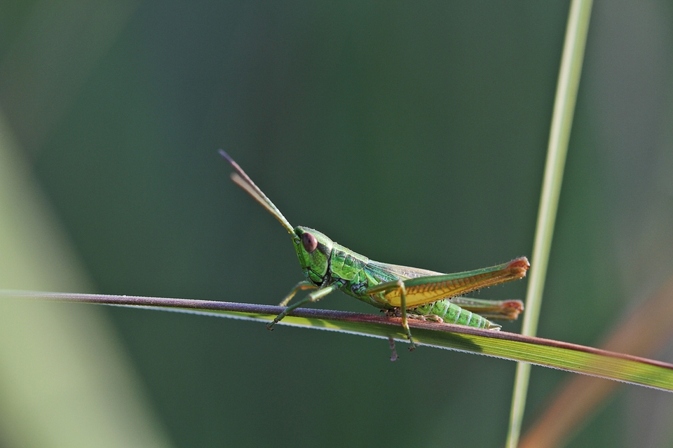 Euthystira brachyptera - smaragdzöld sáska