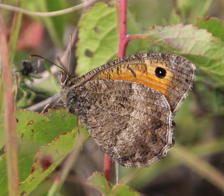 Arethusana arethusa - közönséges szemeslepke