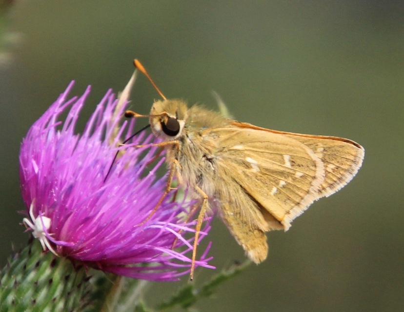 Hesperia comma - vesszős busalepke