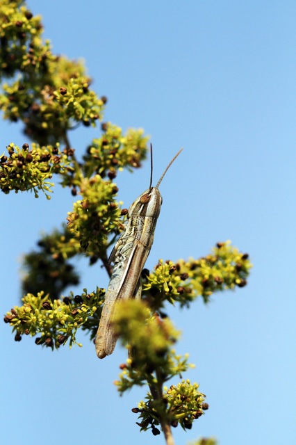 Euchorthippus