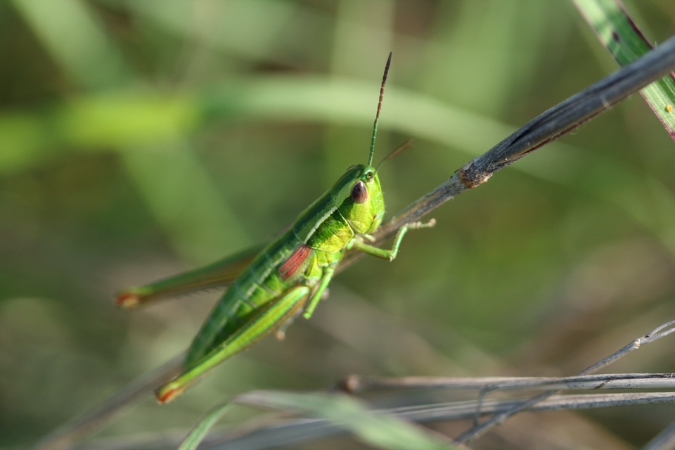 Euthystira brachyptera - smaragdzöld sáska