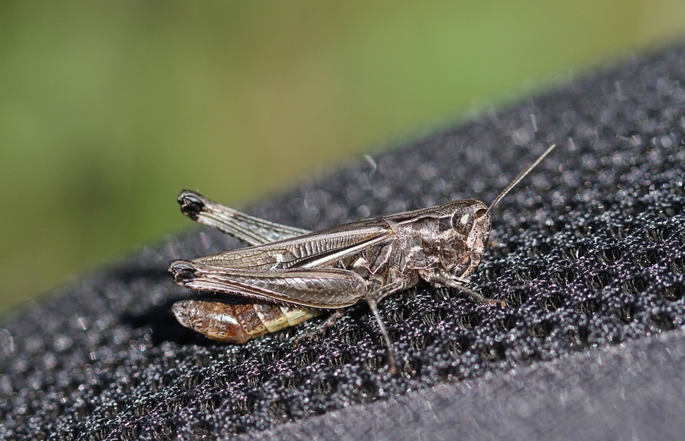 Stenobothrus lineatus - jajgató rétisáska