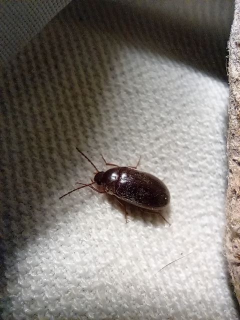 Hymenalia rufipes - rőtlábú alkonybogár