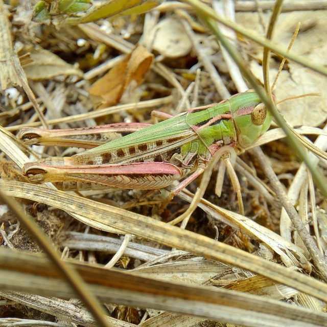 Stenobothrus nigromaculatus - sztyeppréti sáska